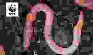 wwf_ch.jpg