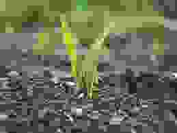 swissoil.jpg
