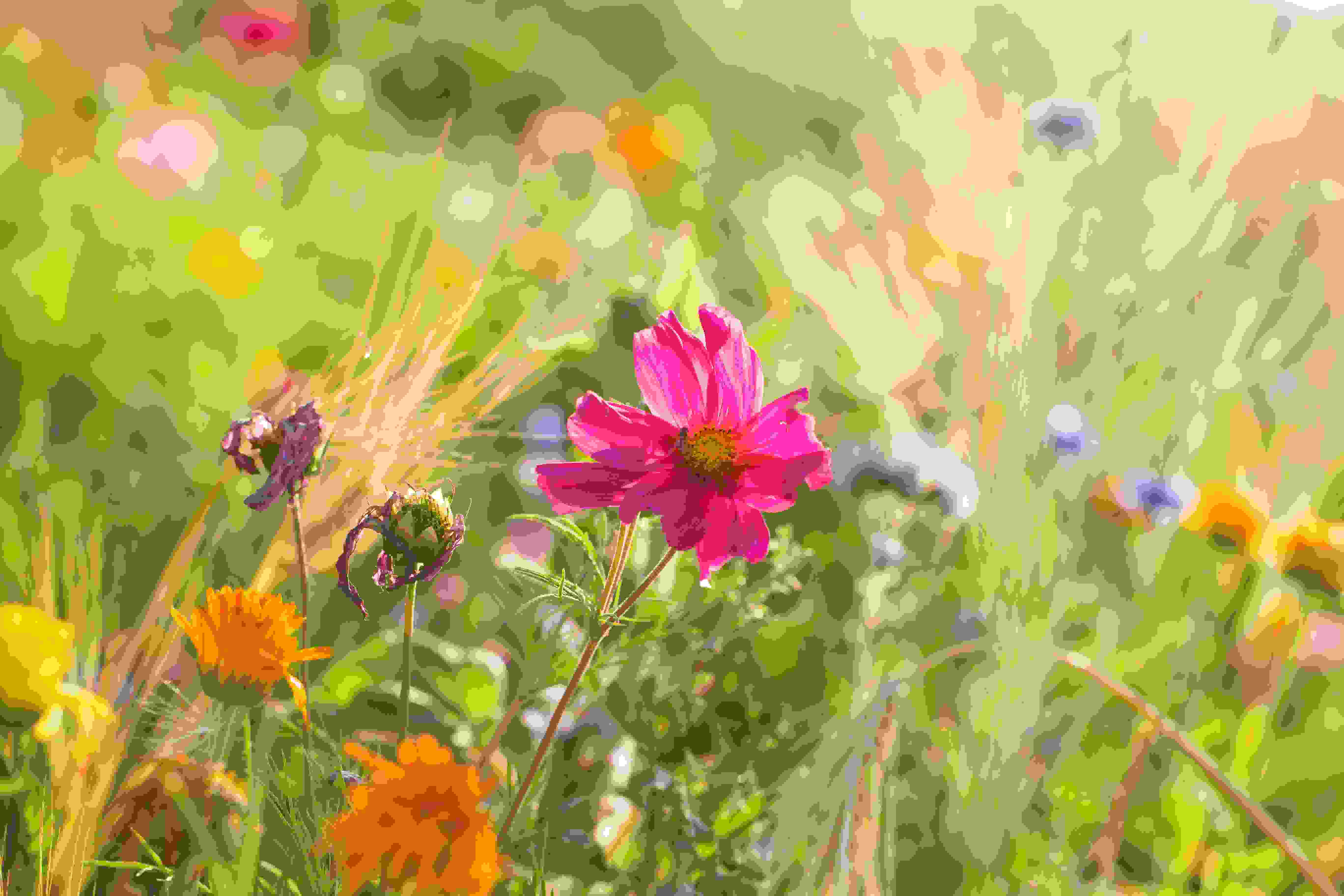 rosa Blume