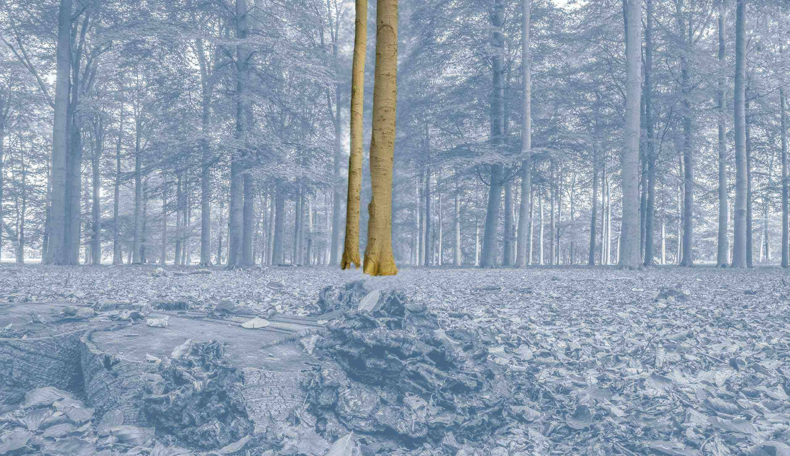 decouverte-sols-forestiers-senforester-leprouvette-freepik.jpeg